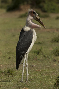 stork